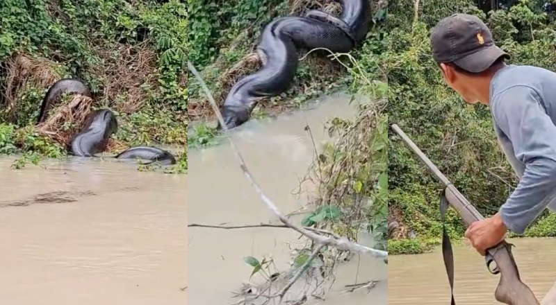 Garimpeiro gera polêmica após atirar em sucuri gigante; veja vídeo