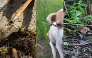 Homem não consegue agredir mulher e sogra no interior do AM e desconta usando pá nos cachorros; veja vídeo