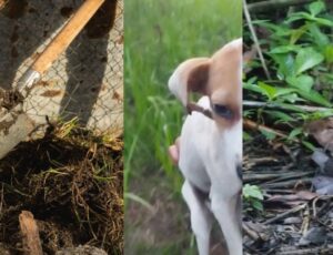 Homem não consegue agredir mulher e sogra no interior do AM e desconta usando pá nos cachorros; veja vídeo