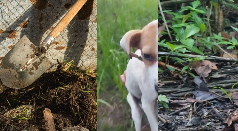 Homem não consegue agredir mulher e sogra no interior do AM e desconta usando pá nos cachorros; veja vídeo
