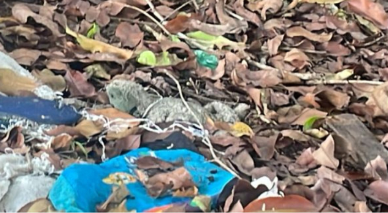 Urgente: corpo é encontrado em área de mata no bairro Ponta Negra; veja vídeo