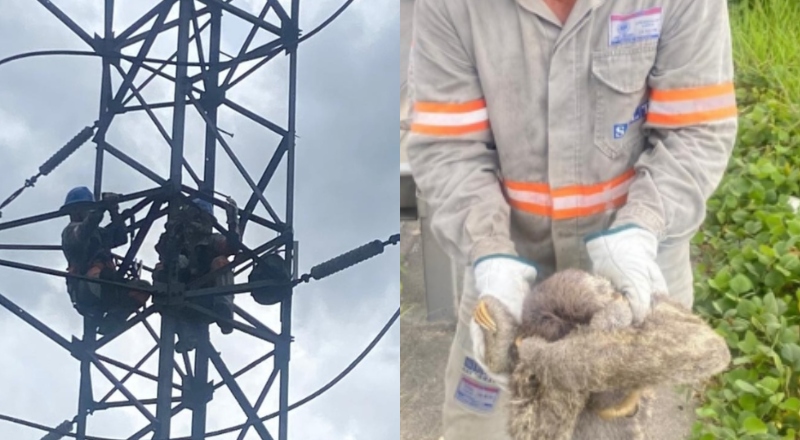 Bicho-preguiça sobe em fiação e deixa bairros de Manaus sem energia