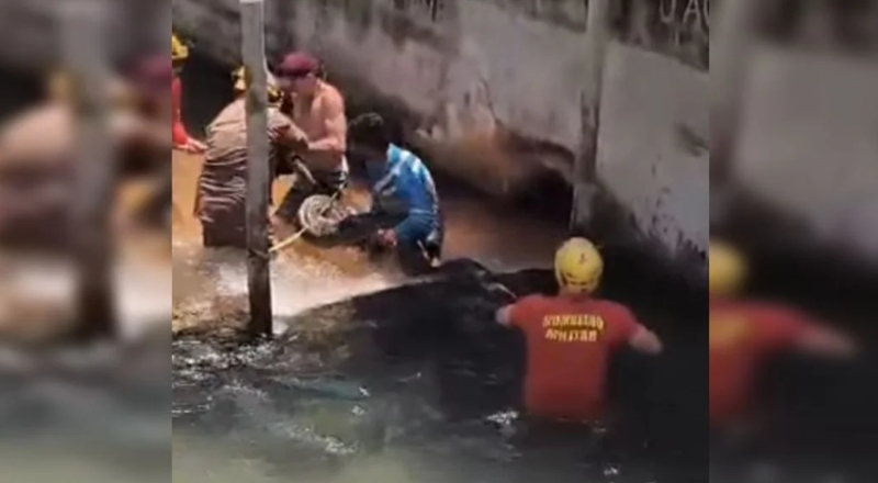 Vídeo mostra momento em que sucuri gigante é encontrada próximo a hotel; veja