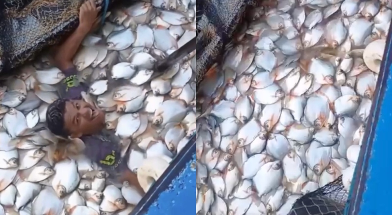 “No meio do pitiú”: pescador mergulha em milhares de peixe pacu no Amazonas e vídeo viraliza; veja