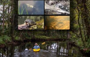 Descubra a Flórida selvagem: um passeio de caiaque pelo rio Loxahatchee revela o charme da natureza; veja vídeo