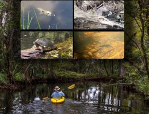 Descubra a Flórida selvagem: um passeio de caiaque pelo rio Loxahatchee revela o charme da natureza; veja vídeo