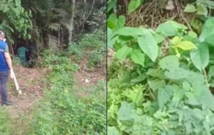 Corpo em decomposição é encontrado em matagal no Tarumã, em Manaus; vídeo