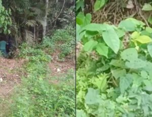 Corpo em decomposição é encontrado em matagal no Tarumã, em Manaus; vídeo