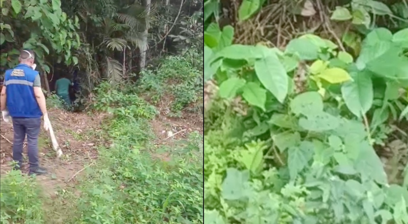 Corpo em decomposição é encontrado em matagal no Tarumã, em Manaus; vídeo