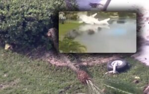 Avião de ajuda humanitária cai na Flórida e deixa dois mortos; veja vídeo