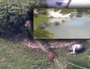 Avião de ajuda humanitária cai na Flórida e deixa dois mortos; veja vídeo