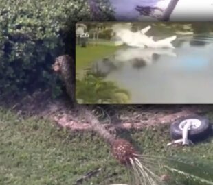 Avião de ajuda humanitária cai na Flórida e deixa dois mortos; veja vídeo