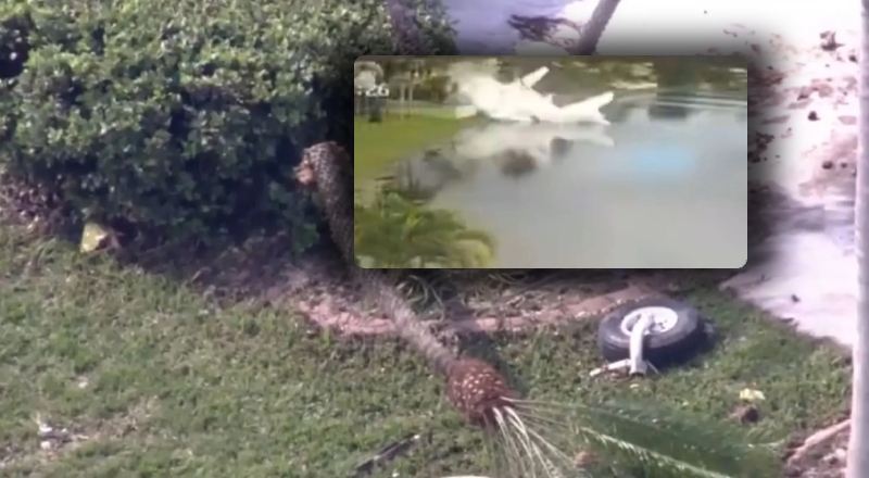 Avião de ajuda humanitária cai na Flórida e deixa dois mortos; veja vídeo