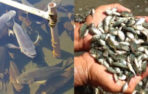 Governo Federal nega que o cultivo de tilápia será proibido no Brasil após liberar importação do Vietnã