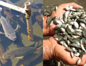 Governo Federal nega que o cultivo de tilápia será proibido no Brasil após liberar importação do Vietnã