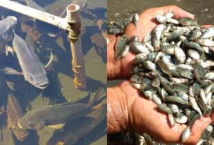 Governo Federal nega que o cultivo de tilápia será proibido no Brasil após liberar importação do Vietnã