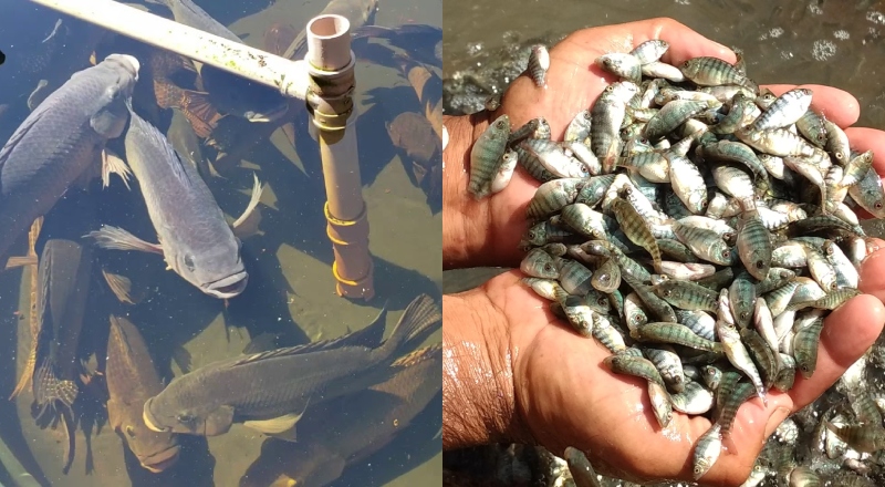 Governo Federal nega que o cultivo de tilápia será proibido no Brasil após liberar importação do Vietnã