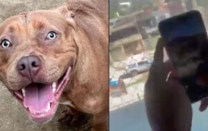 Pitbull invade escola e causa pânico após atacar menina; veja vídeo