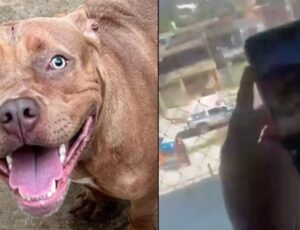 Pitbull invade escola e causa pânico após atacar menina; veja vídeo