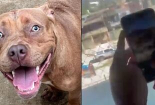 Pitbull invade escola e causa pânico após atacar menina; veja vídeo