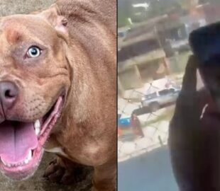 Pitbull invade escola e causa pânico após atacar menina; veja vídeo