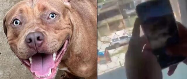 Pitbull invade escola e causa pânico após atacar menina; veja vídeo