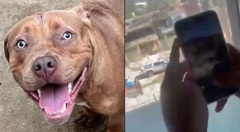 Pitbull invade escola e causa pânico após atacar menina; veja vídeo