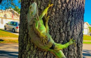 Iguanas ficam congeladas e caem das árvores após onda de frio na Flórida; veja vídeo