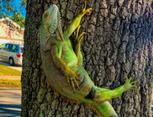 Iguanas ficam congeladas e caem das árvores após onda de frio na Flórida; veja vídeo