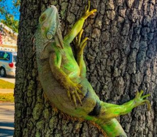 Iguanas ficam congeladas e caem das árvores após onda de frio na Flórida; veja vídeo