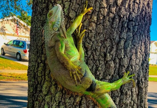 Iguanas ficam congeladas e caem das árvores após onda de frio na Flórida; veja vídeo
