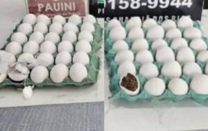 Mulher é presa após esconder drogas em ovos de galinha para entregar a detentos no interior do AM