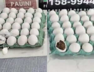 Mulher é presa após esconder drogas em ovos de galinha para entregar a detentos no interior do AM