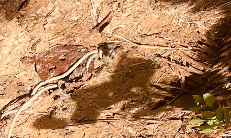 Urgente: corpo de homem é encontrado com sinais do tortura em ramal no Tarumã; veja