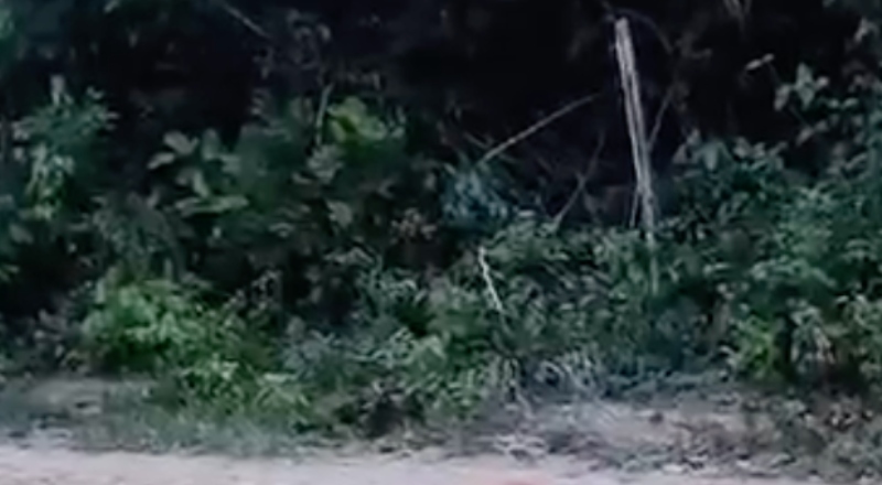 Dois homens são assassinados a tiros no Ramal do Brasileirinho em Manaus; veja vídeo