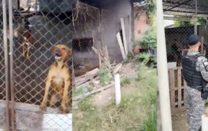 Canil abandonado em Manaus faz animais chegarem ao extremo; veja vídeo