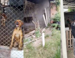Canil abandonado em Manaus faz animais chegarem ao extremo; veja vídeo