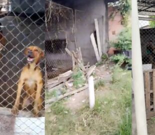 Canil abandonado em Manaus faz animais chegarem ao extremo; veja vídeo