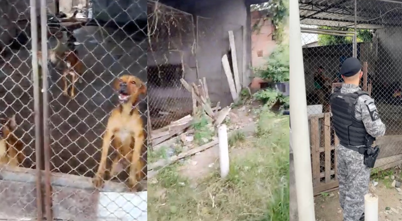 Canil abandonado em Manaus faz animais chegarem ao extremo; veja vídeo
