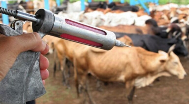 Produtores rurais do Amazonas têm até sexta (28) para vacinar rebanhos contra raiva