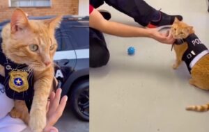 Gatinho laranja vira celebridade em Delegacia da Mulher: "mascote do acolhimento"; veja vídeo