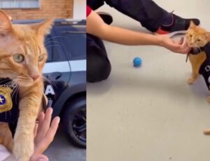 Gatinho laranja vira celebridade em Delegacia da Mulher: "mascote do acolhimento"; veja vídeo