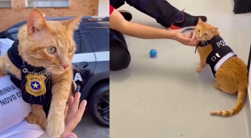 Gatinho laranja vira celebridade em Delegacia da Mulher: “mascote do acolhimento”; veja vídeo