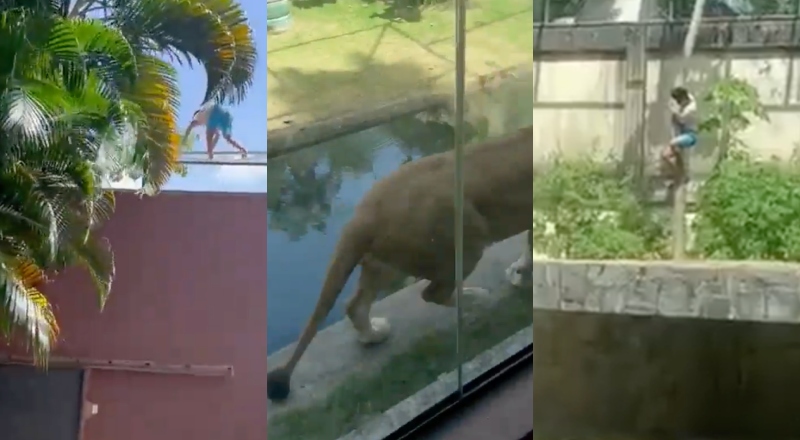 Homem é devorado por leoa após invadir jaula de zoológico: “Comeu ele todo”; veja vídeo