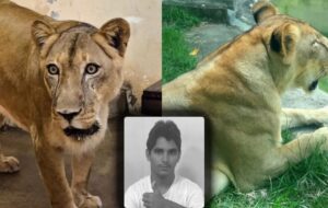 Leoa que devorou “Vaqueirinho” não será sacrificada, diz zoológico; veja vídeo