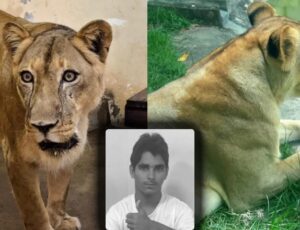 Leoa que devorou “Vaqueirinho” não será sacrificada, diz zoológico; veja vídeo