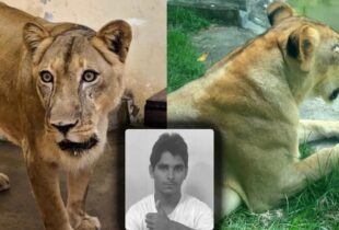 Leoa que devorou “Vaqueirinho” não será sacrificada, diz zoológico; veja vídeo