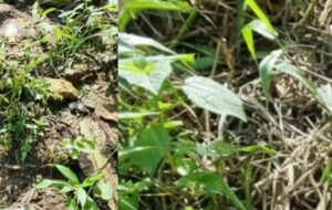 Corpo de um homem é encontrado em Manacapuru; veja