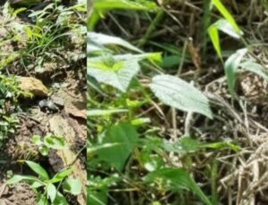 Corpo de um homem é encontrado em Manacapuru; veja