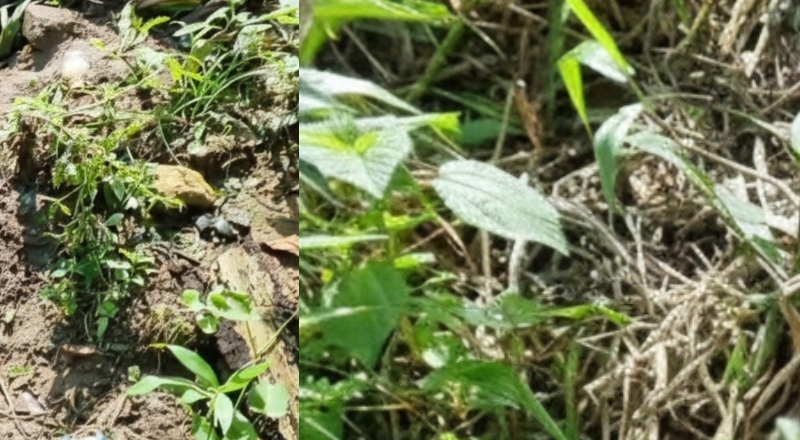 Corpo de um homem é encontrado em Manacapuru; veja